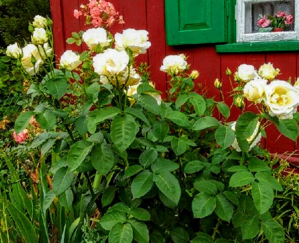 białe róże na tle domu