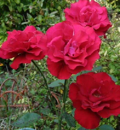 czerwone róże dla studentów